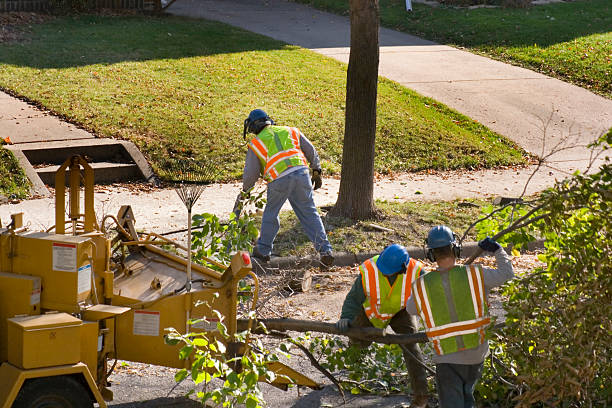  , USA Tree Removal Pros